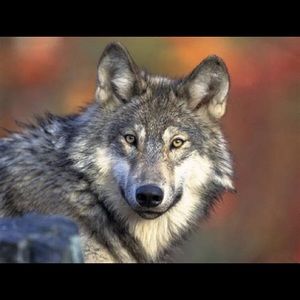 Meet your Posher, Laurie